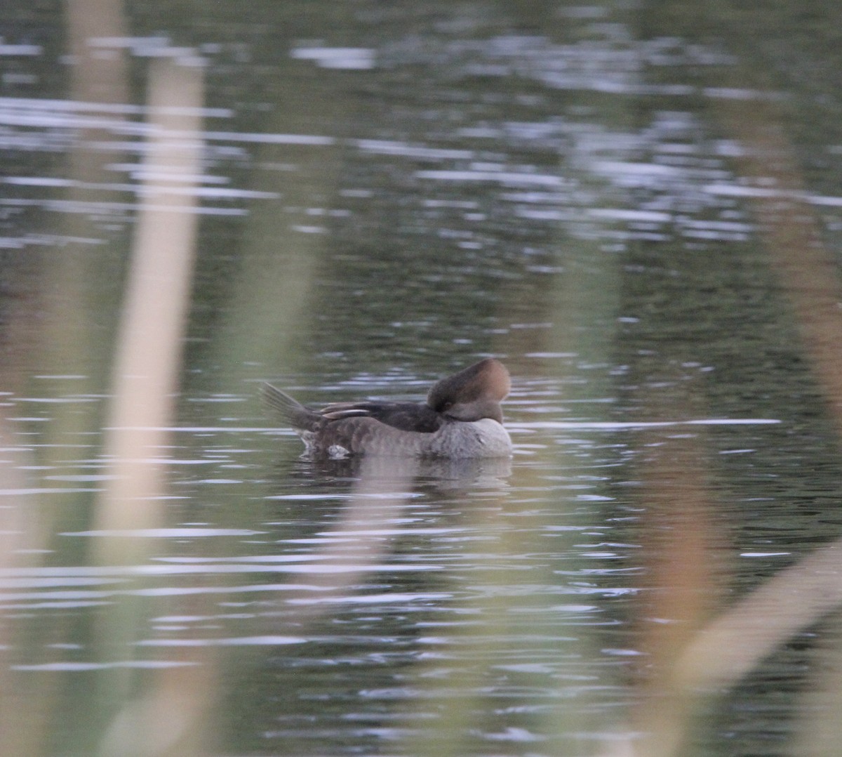 Hooded Merganser - ML645826085