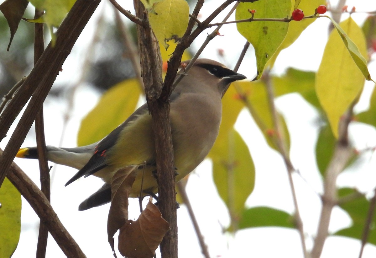 Sedir İpekkuyruğu - ML645826086