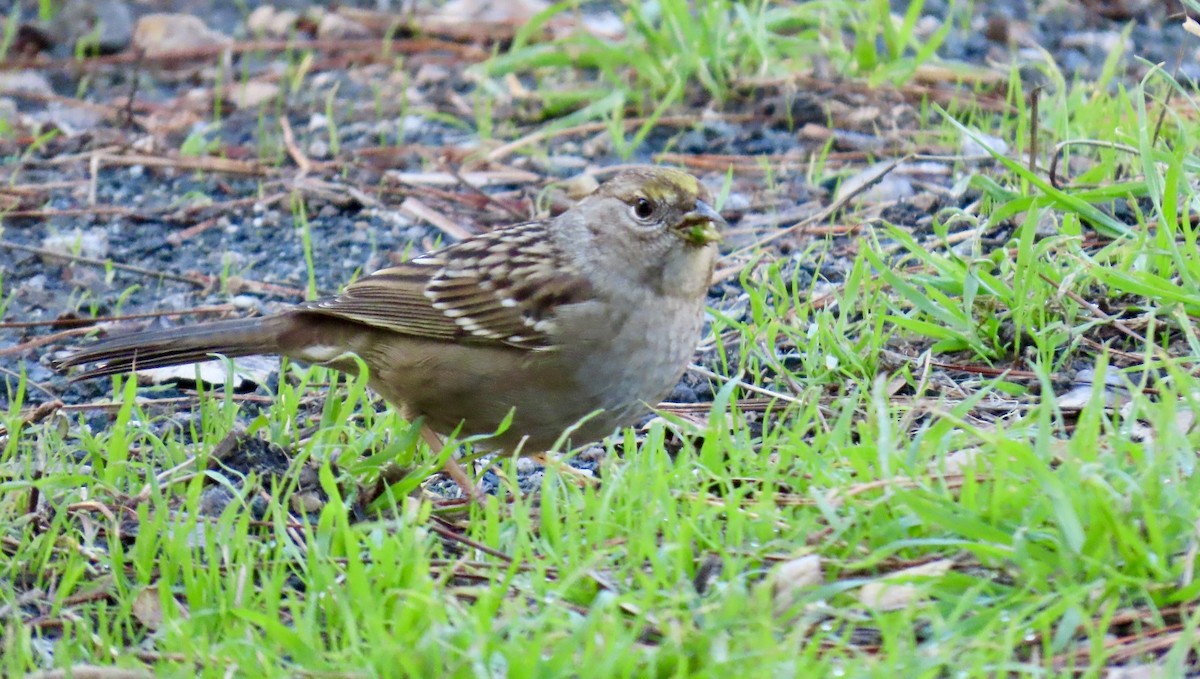 Golden-crowned Sparrow - ML645826087