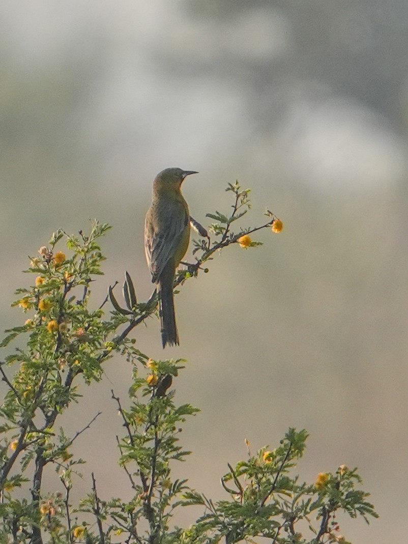 Black-vented Oriole - ML645826089