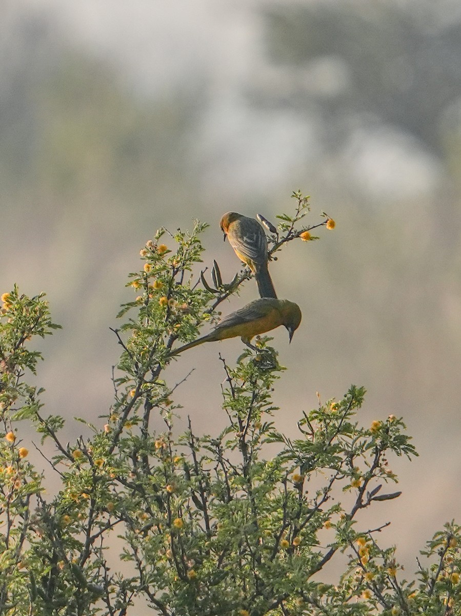 Black-vented Oriole - ML645826090