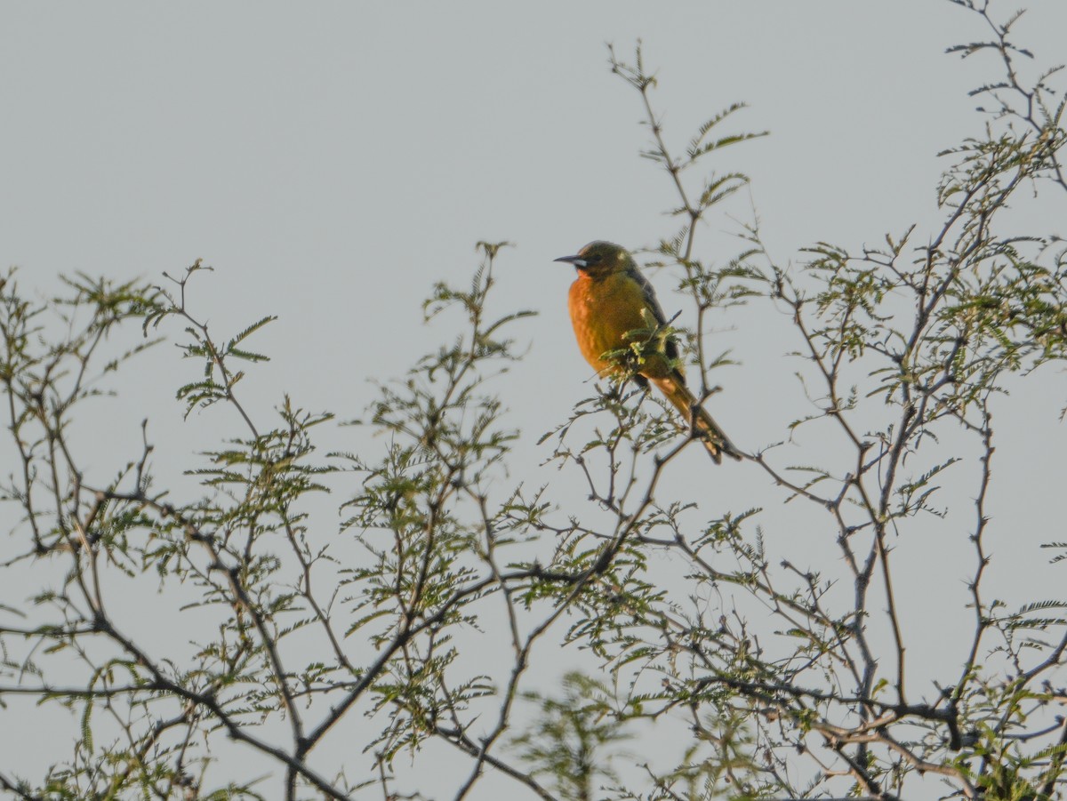 Black-vented Oriole - ML645826091
