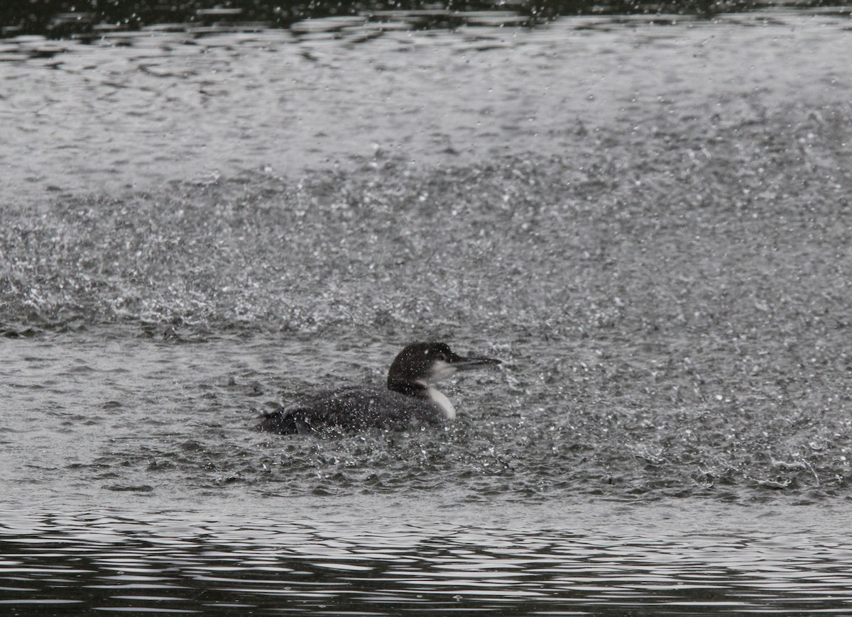 Aliota handia - ML645826092