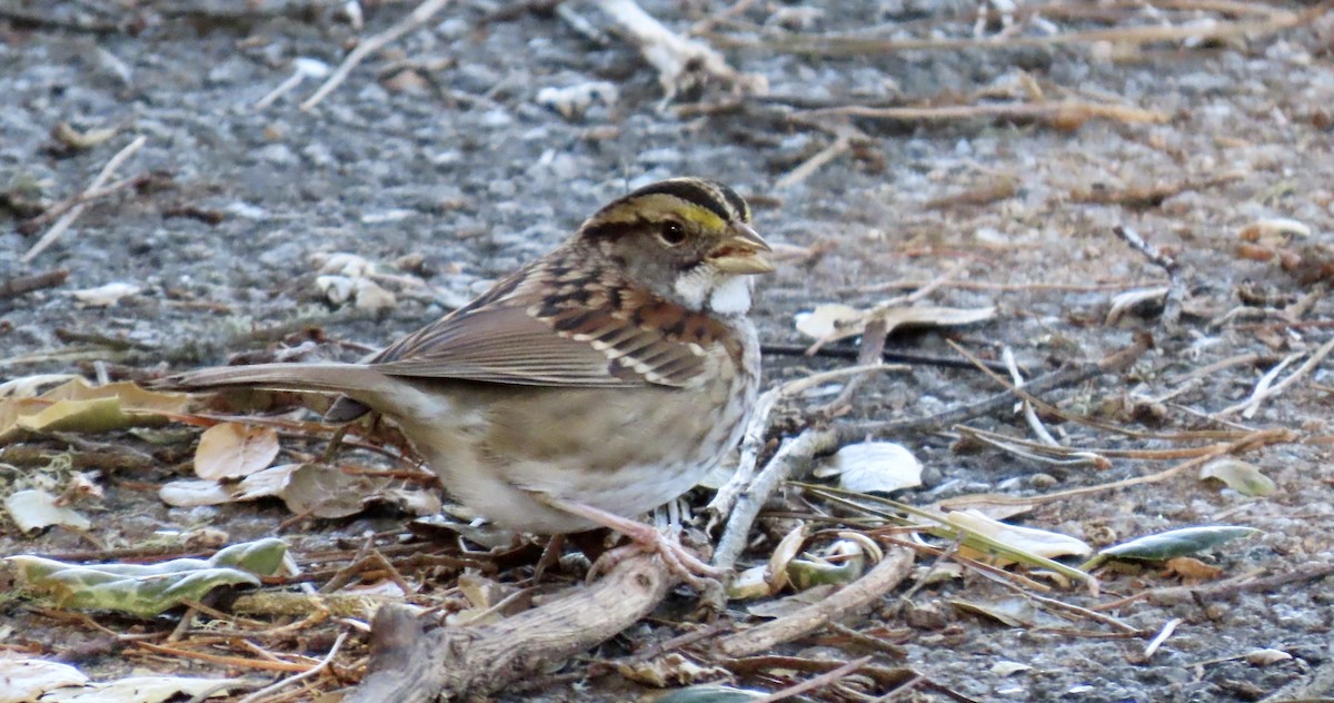 White-throated Sparrow - ML645826093