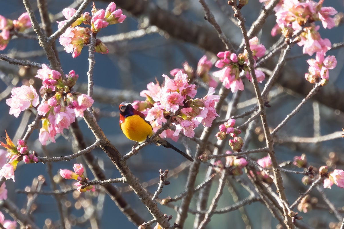 Mrs. Gould's Sunbird - ML645826094
