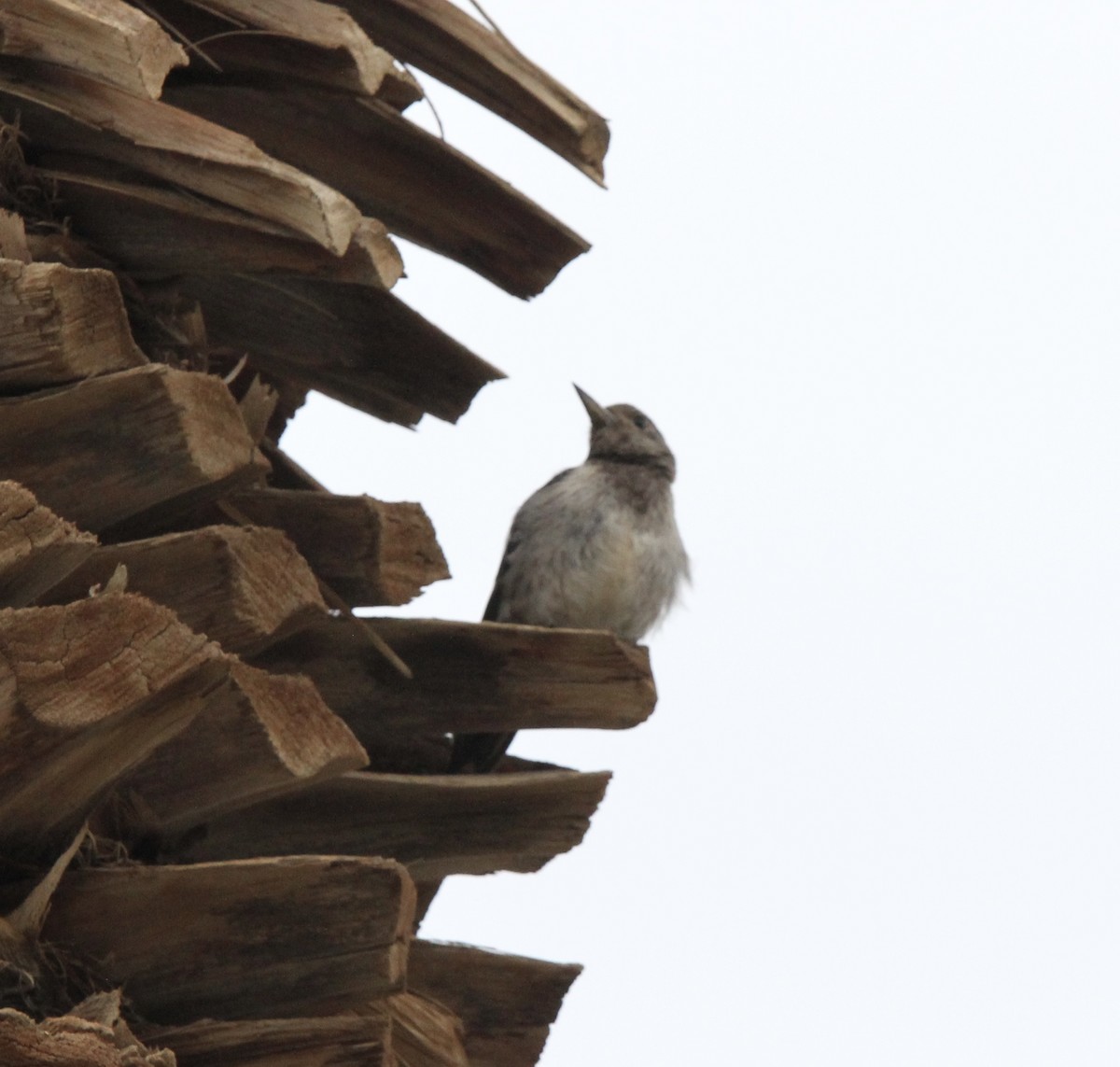 Red-headed Woodpecker - ML645826096