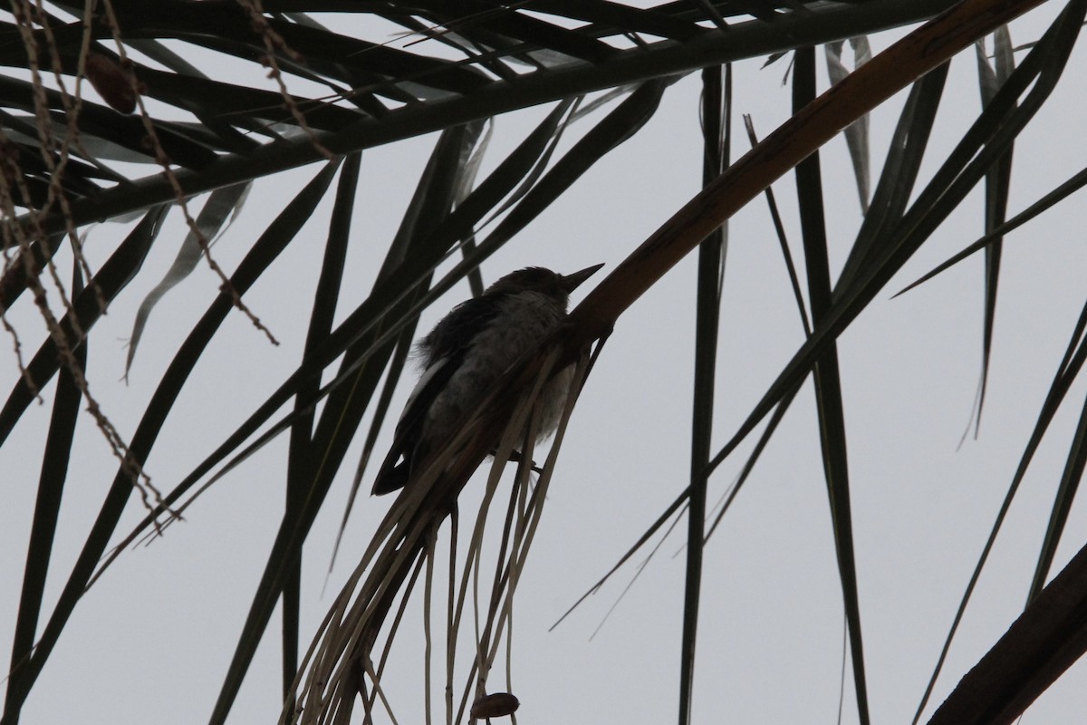 Red-headed Woodpecker - ML645826097