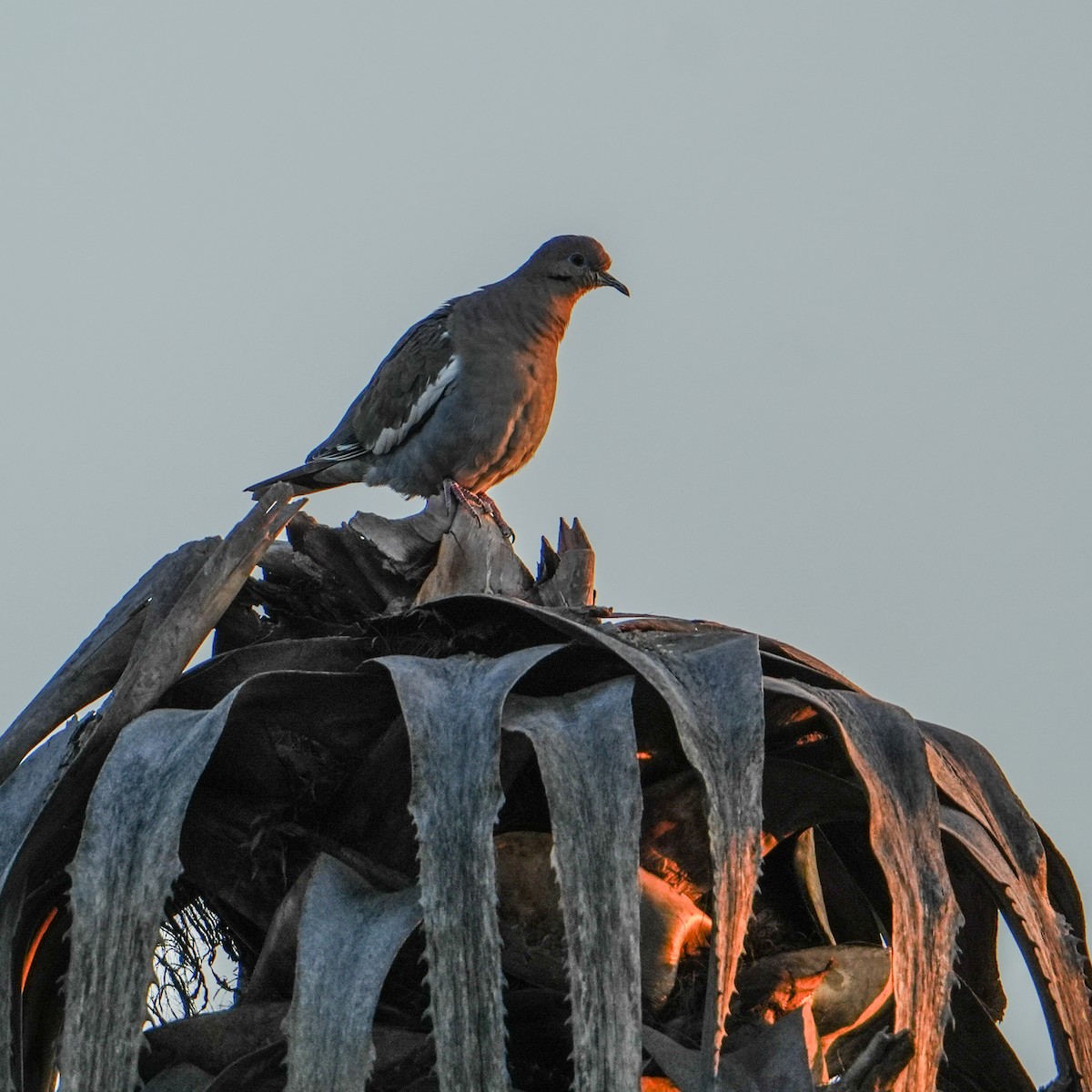 White-winged Dove - ML645826098