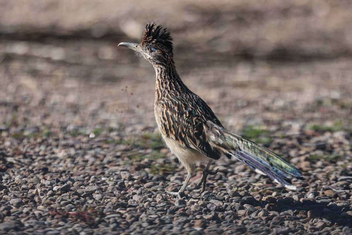 Greater Roadrunner - ML645826099