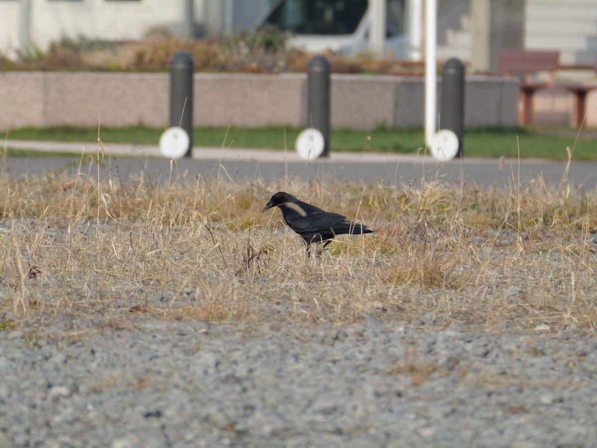 Belabeltza - ML645826101