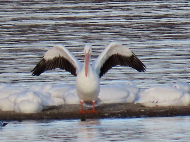 Pelikano zuri amerikarra - ML645826102