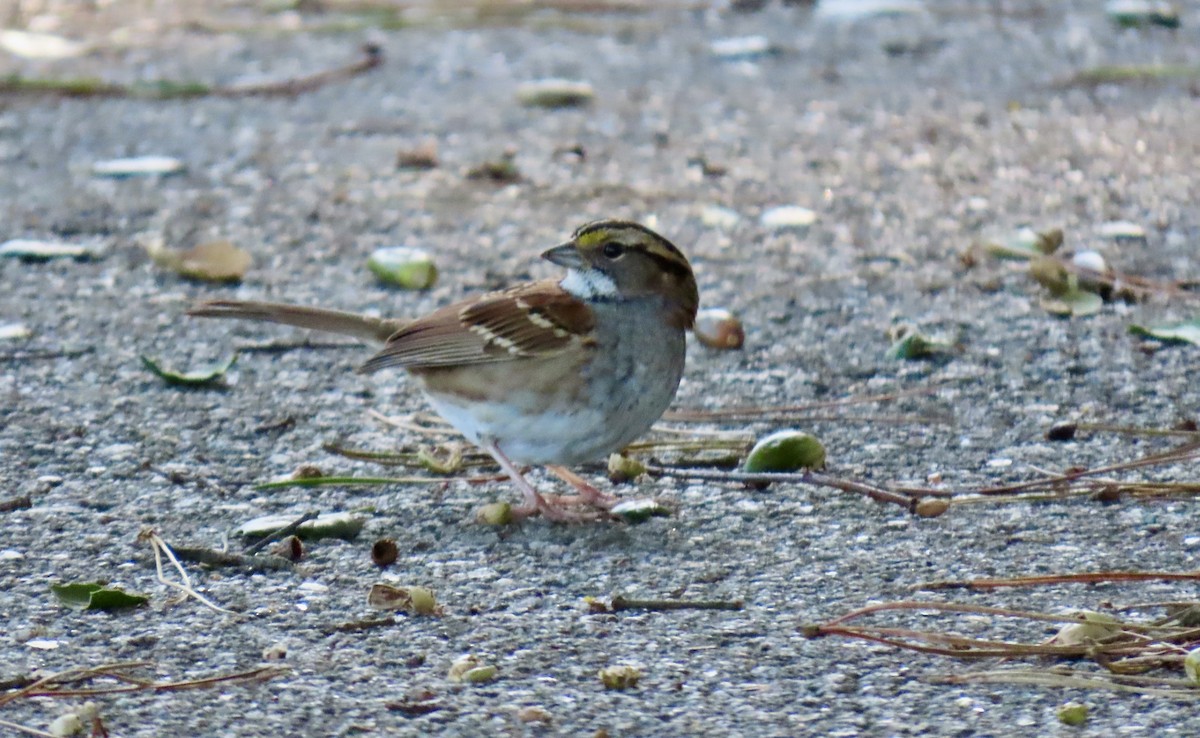 White-throated Sparrow - ML645826103