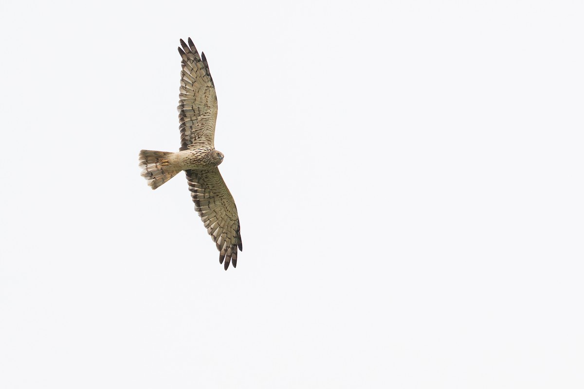 Eastern Marsh Harrier - ML645826104