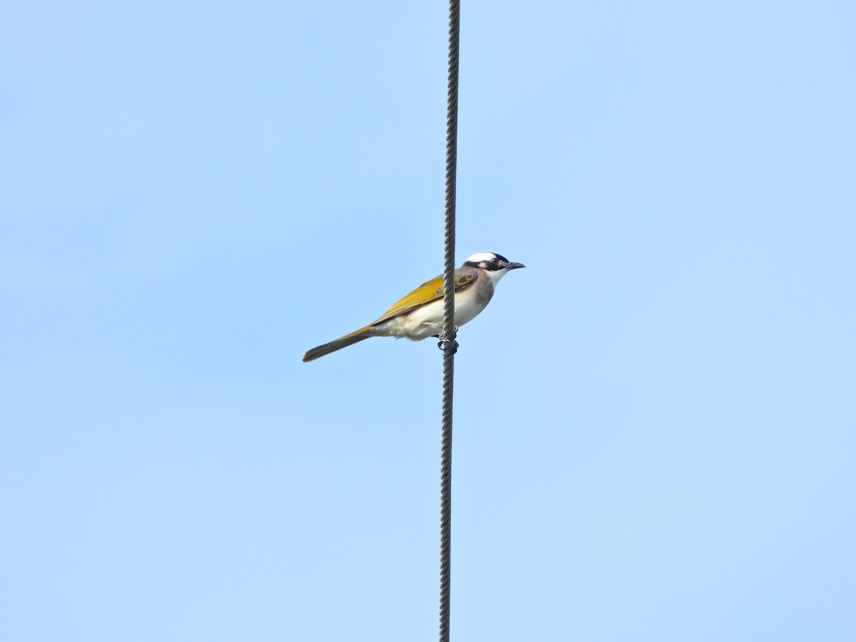 Light-vented Bulbul - ML645826105