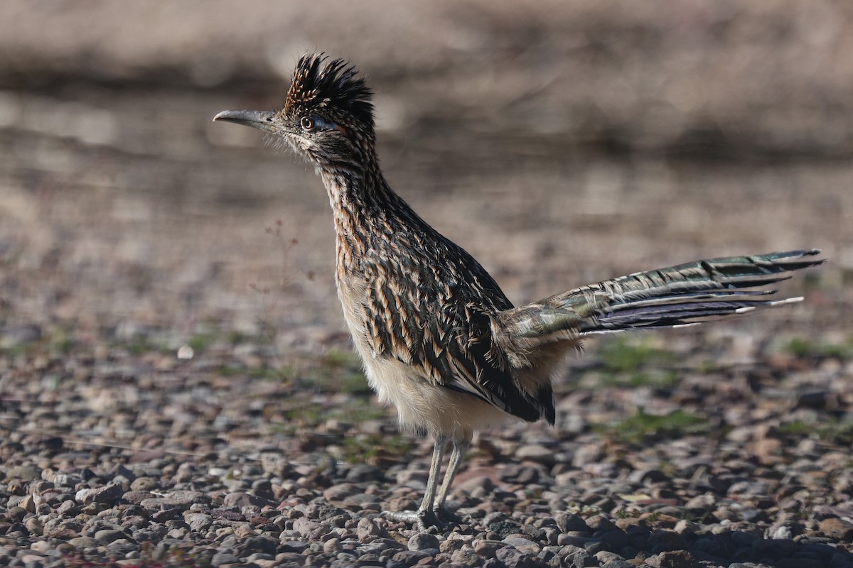 Greater Roadrunner - ML645826107