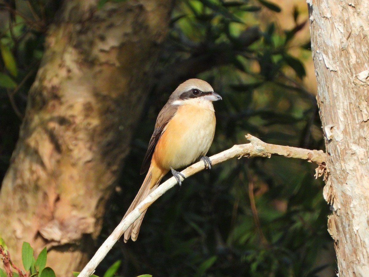 Antzandobi arrea - ML645826108