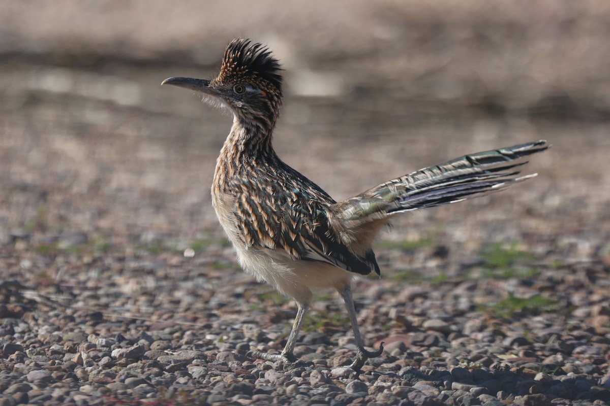 Greater Roadrunner - ML645826109
