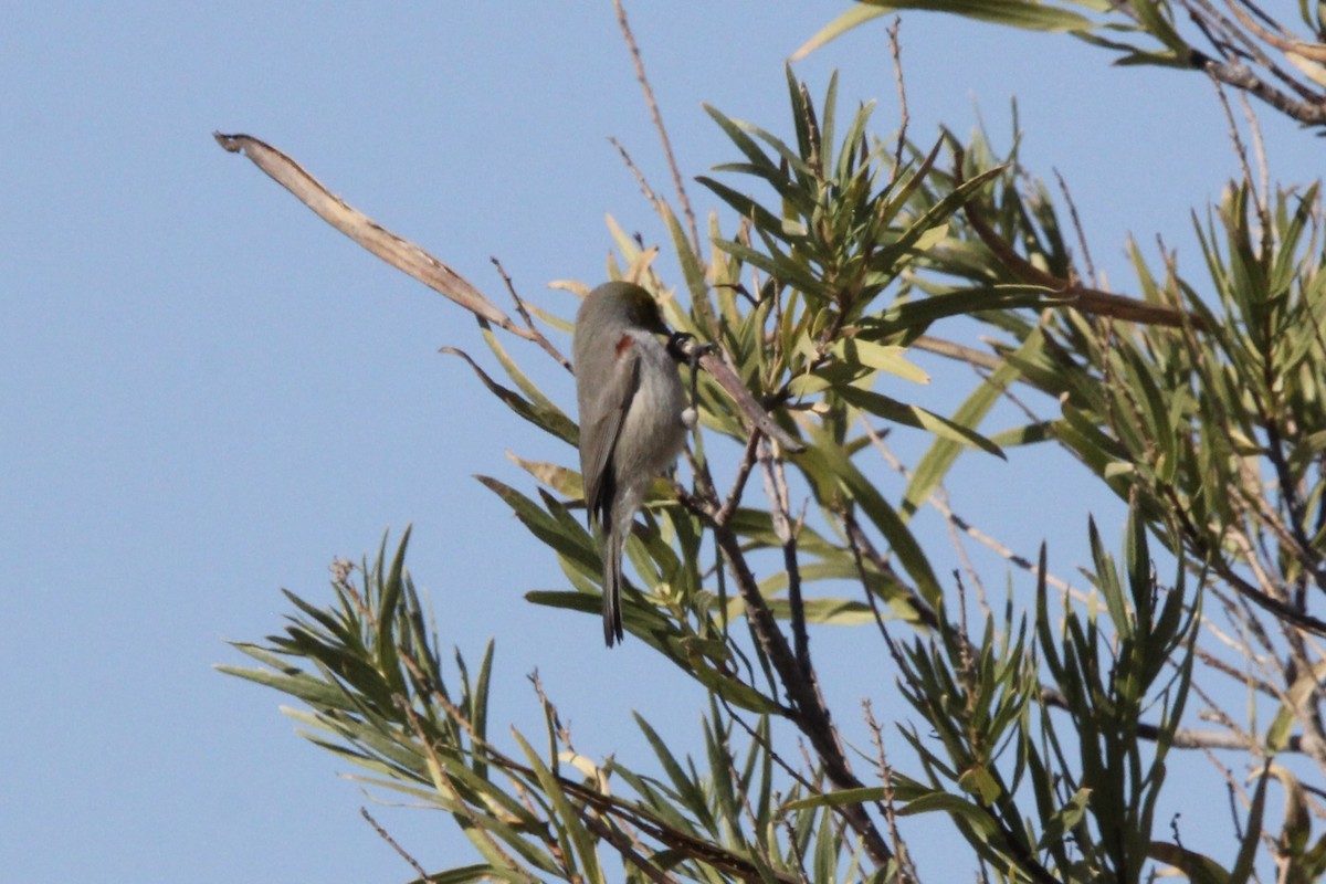 Verdin - ML645826110