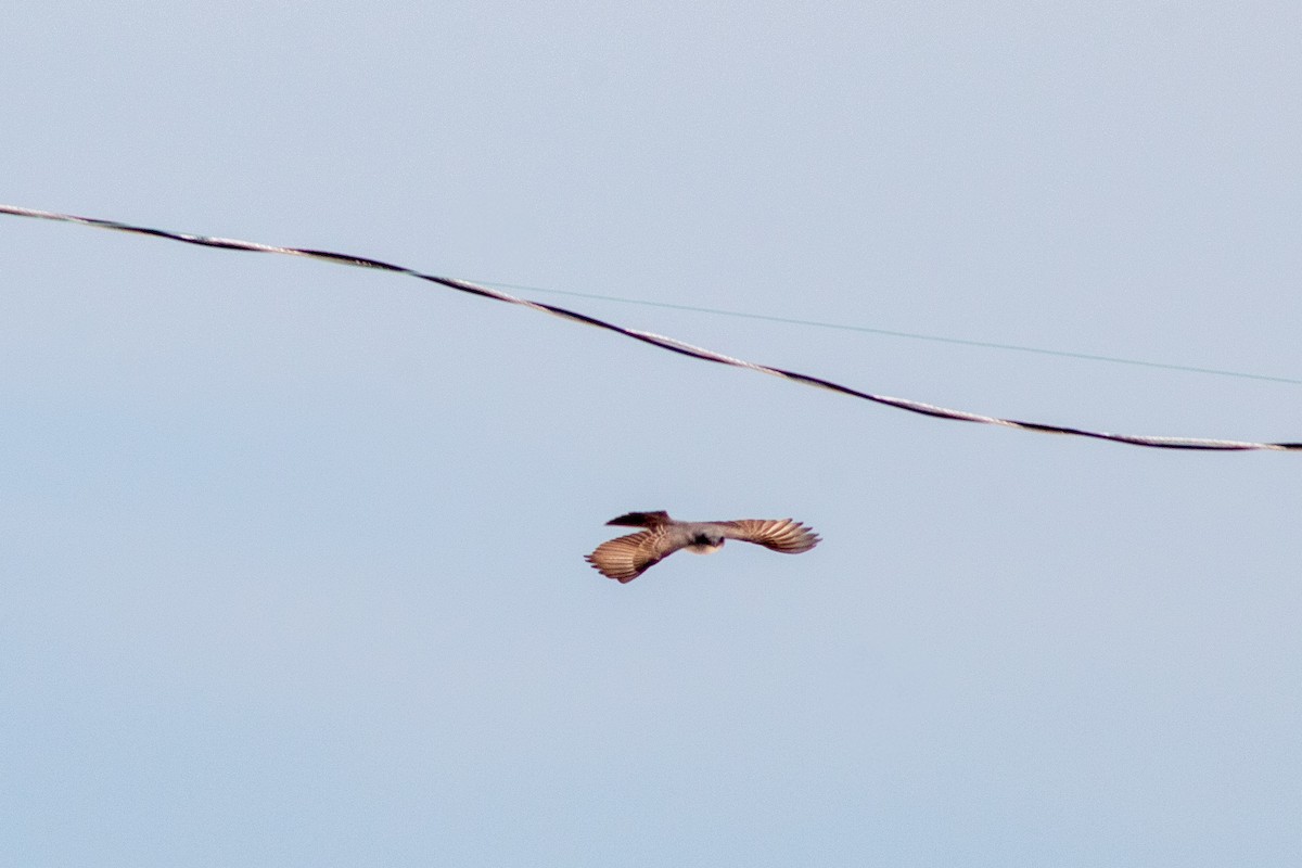 Gray Kingbird - ML645826111