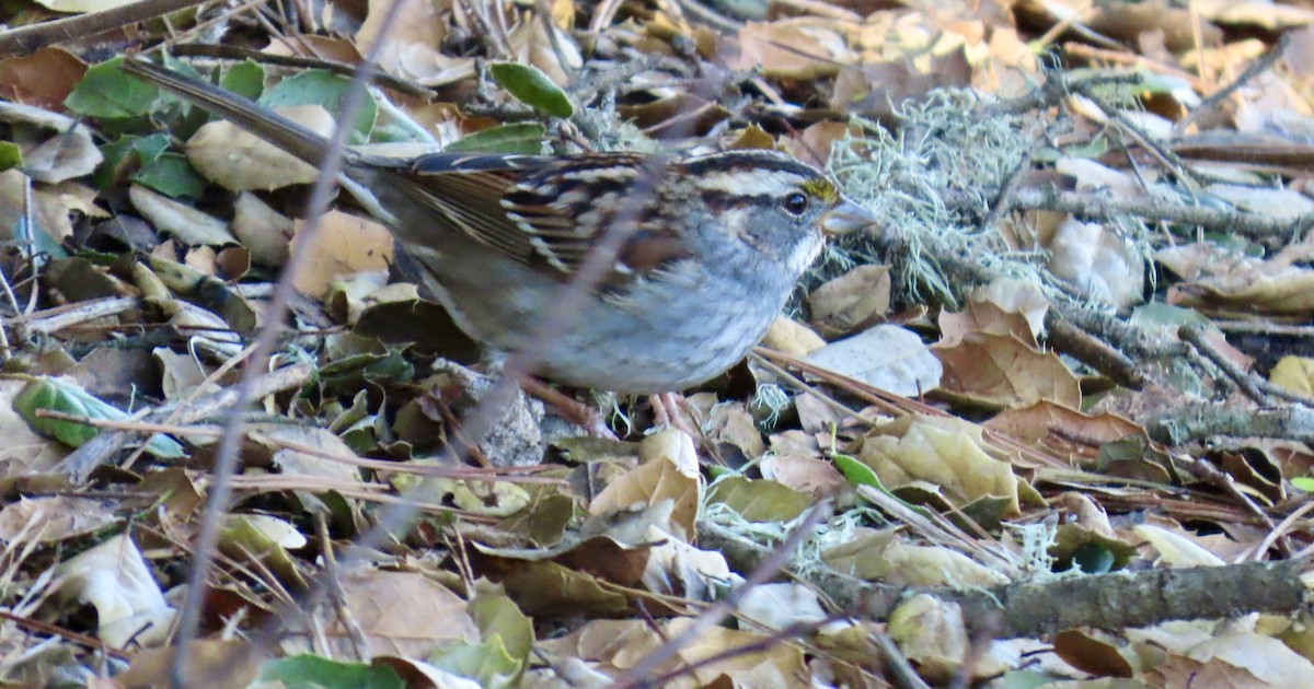 White-throated Sparrow - ML645826113