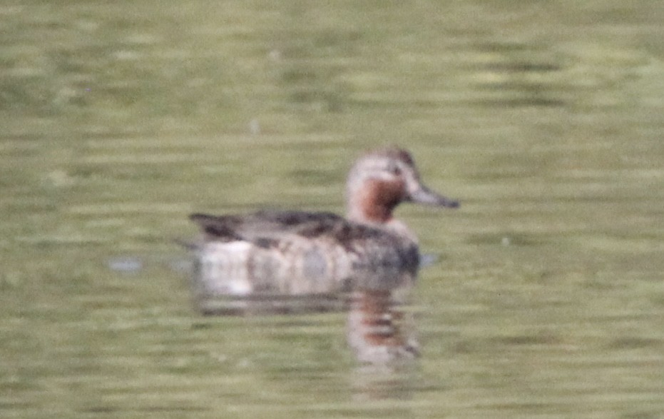 duck sp. - ML645826114