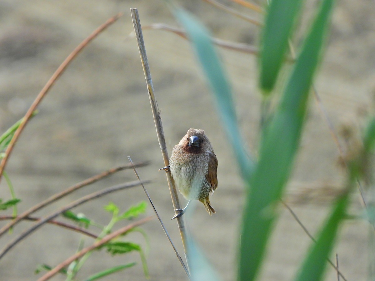 Scaly-breasted Munia - ML645826117