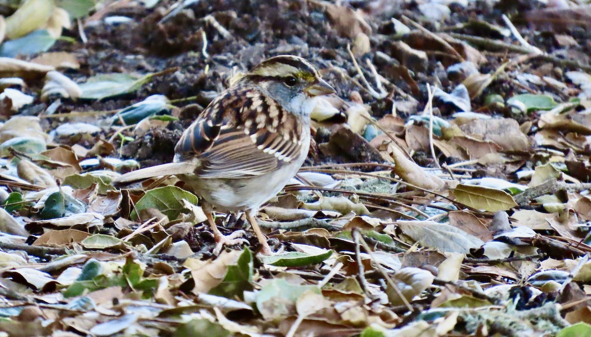 White-throated Sparrow - ML645826118
