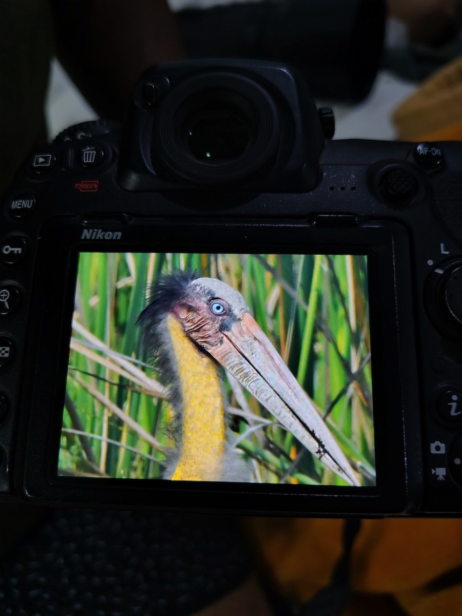 Marabu lepahoria - ML645826119