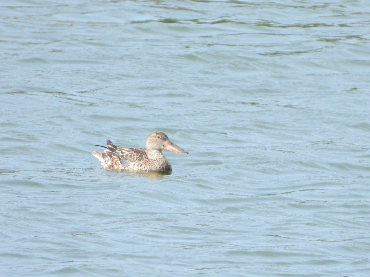 Ahate mokozabal zuria - ML645826120