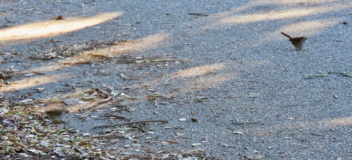 White-throated Sparrow - ML645826122