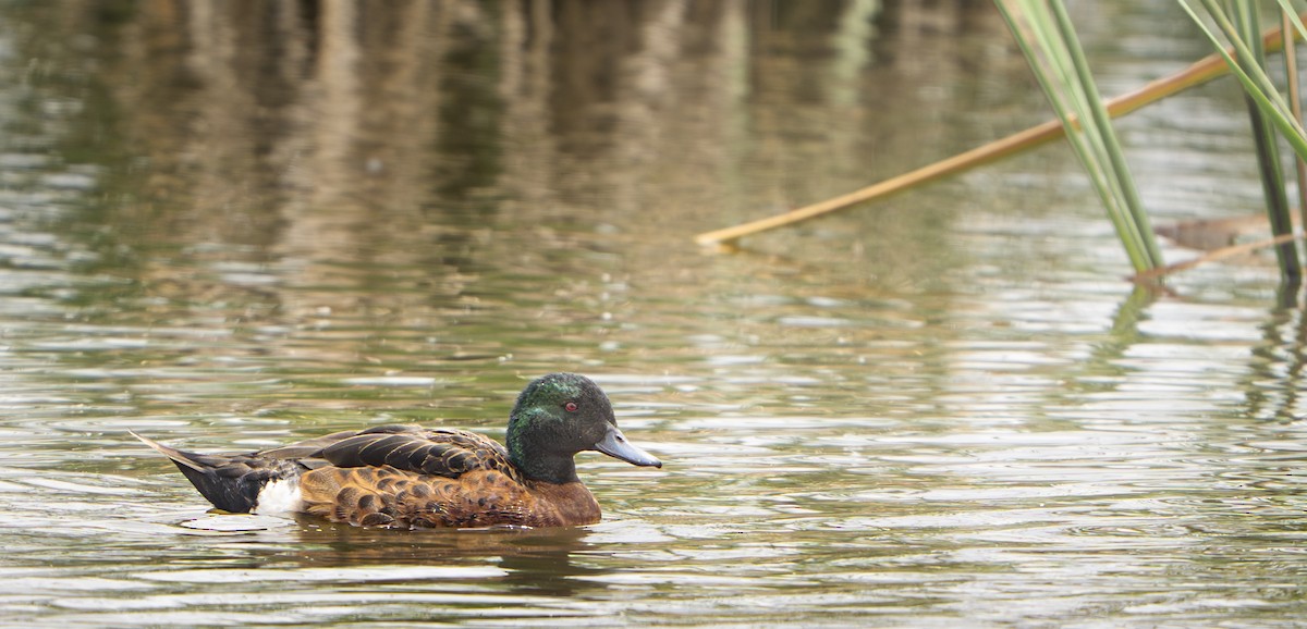 Chestnut Teal - ML645826130