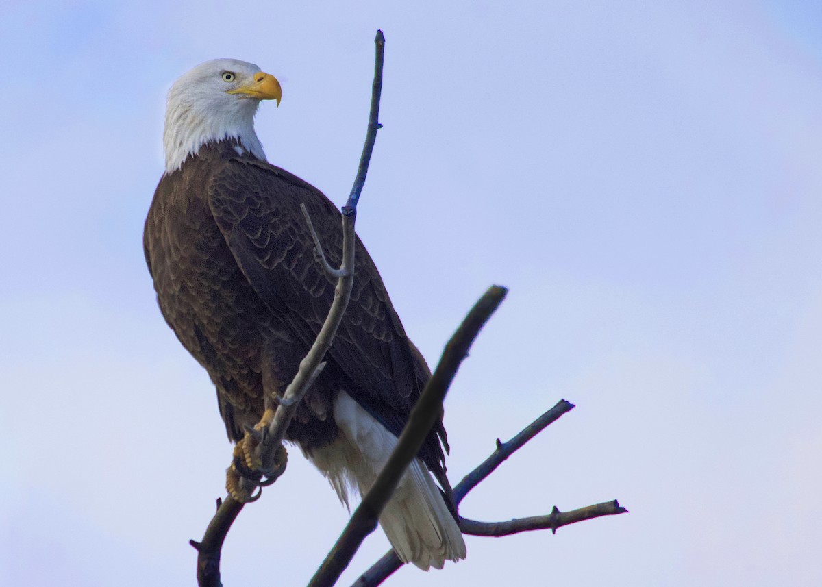 ハクトウワシ - ML645826137