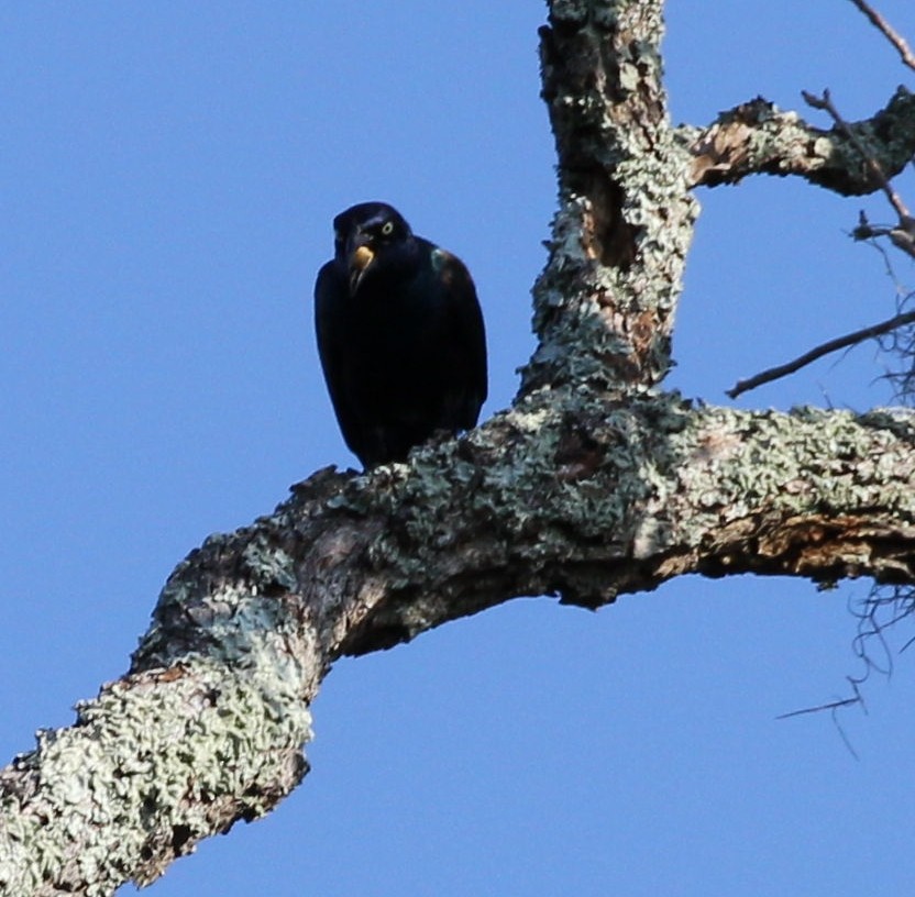 Common Grackle - ML645826145