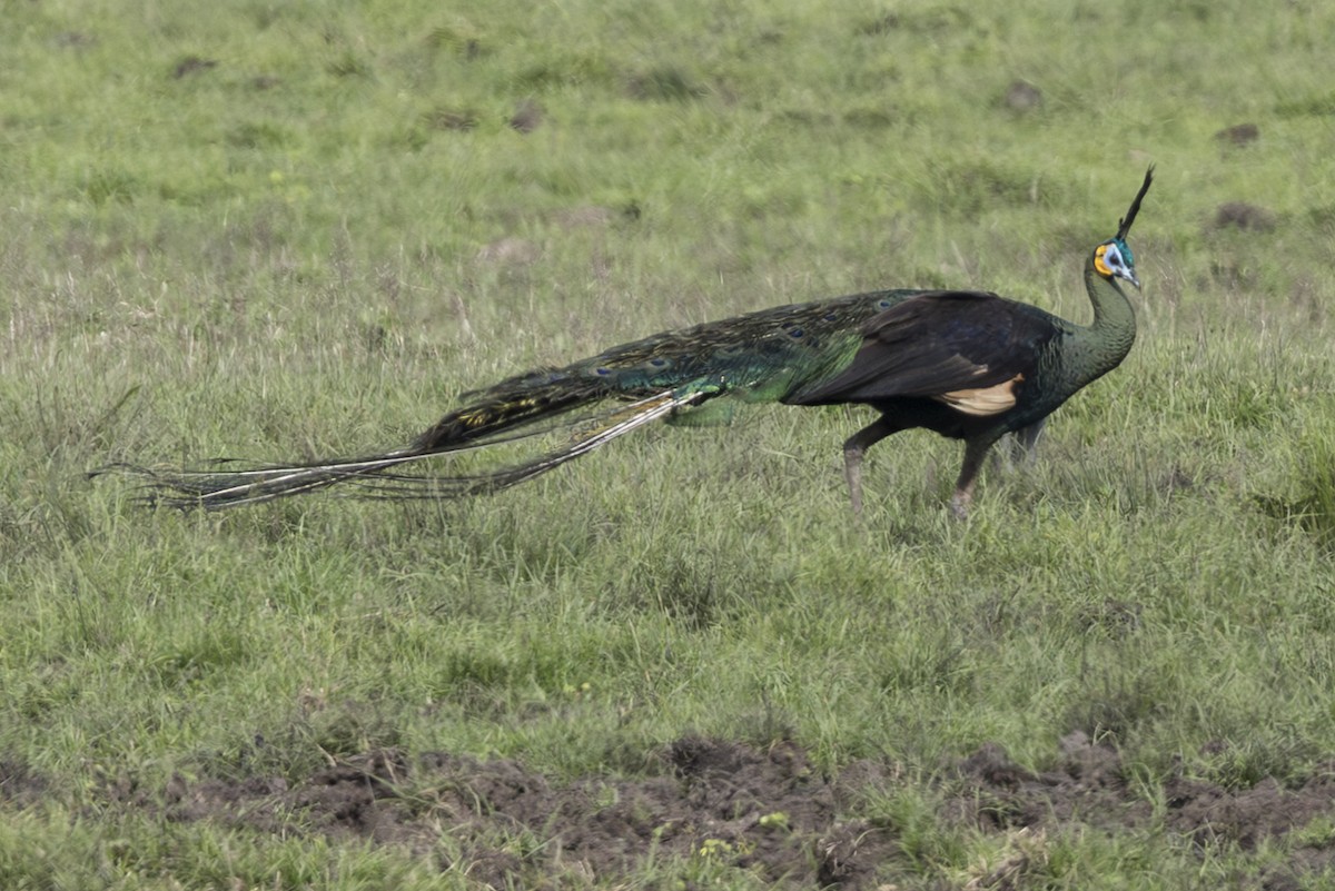 Зелёный павлин - ML645826152