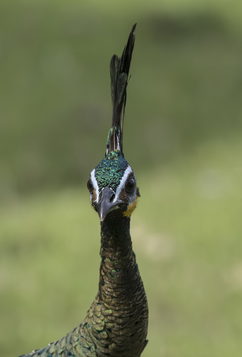 Green Peafowl - ML645826164
