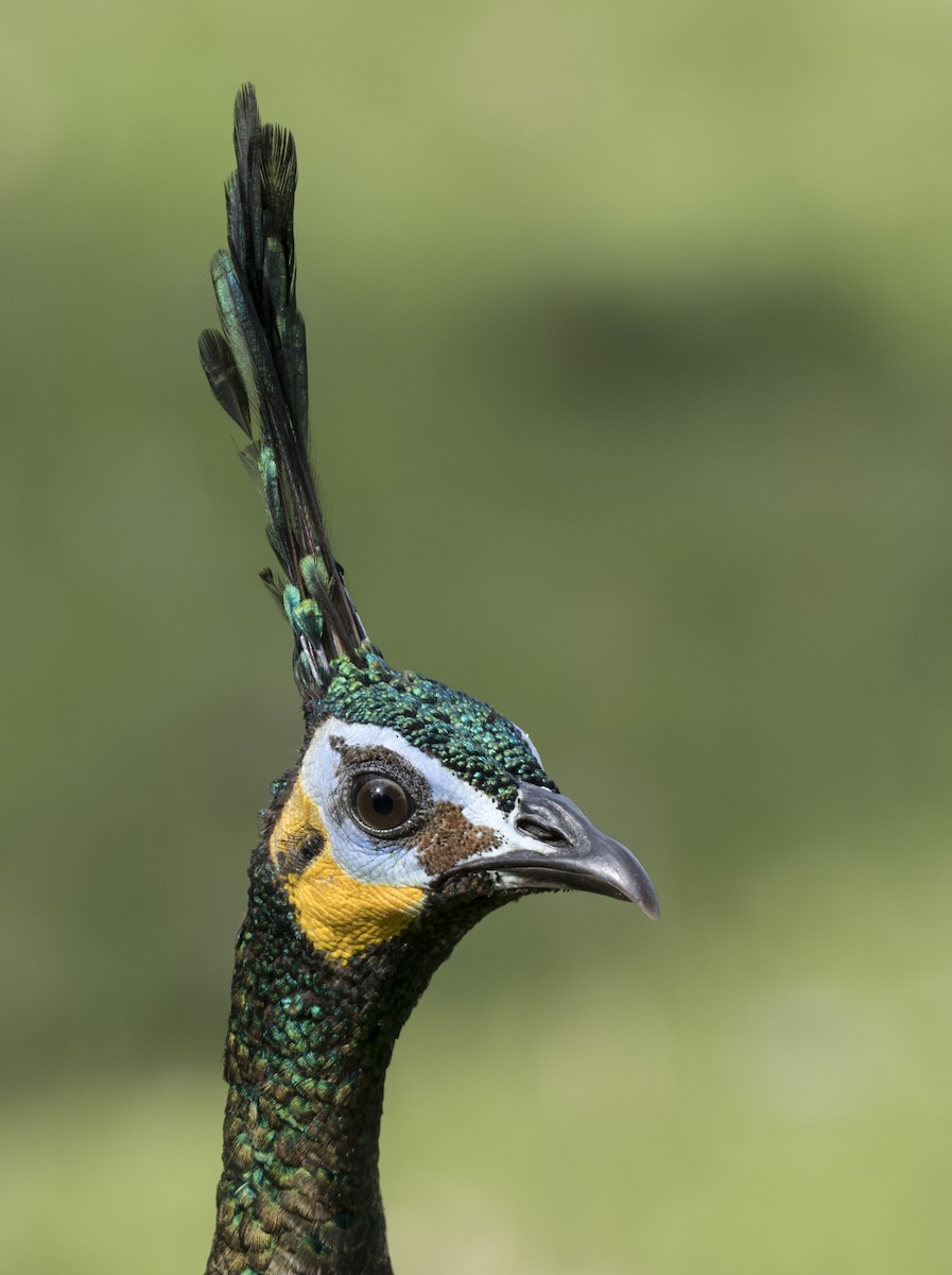 Green Peafowl - ML645826165