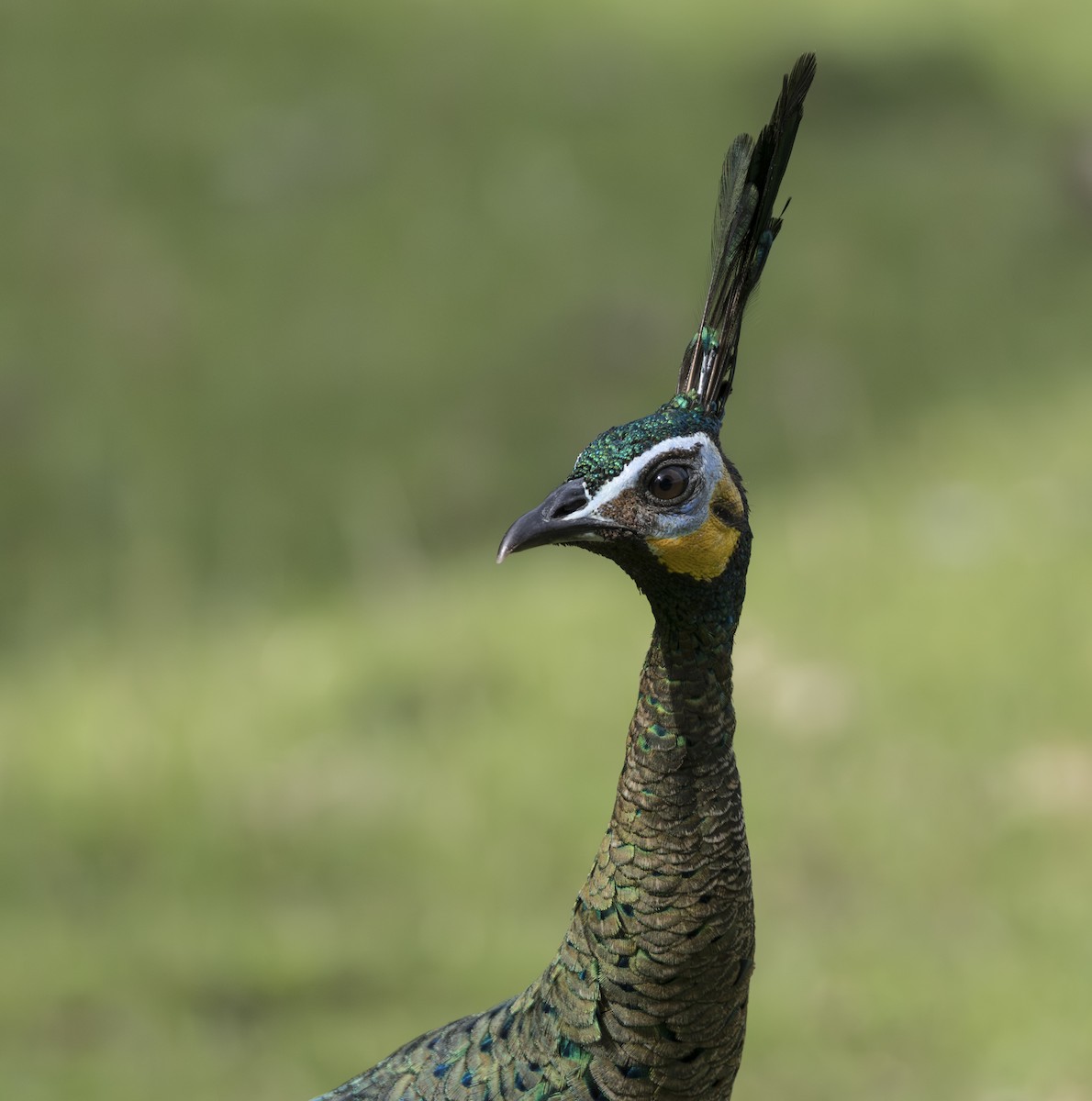 Green Peafowl - ML645826166