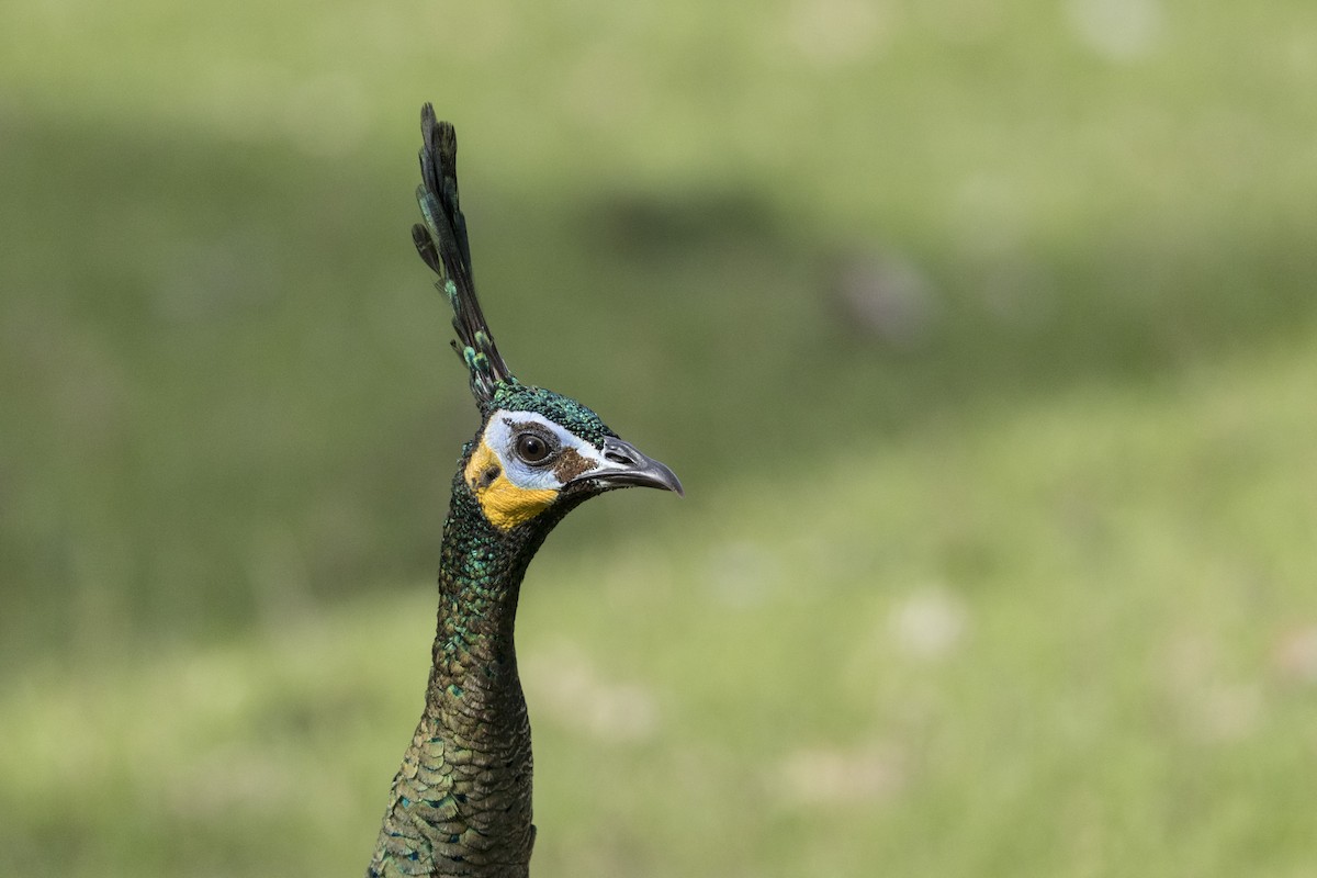 Green Peafowl - ML645826167