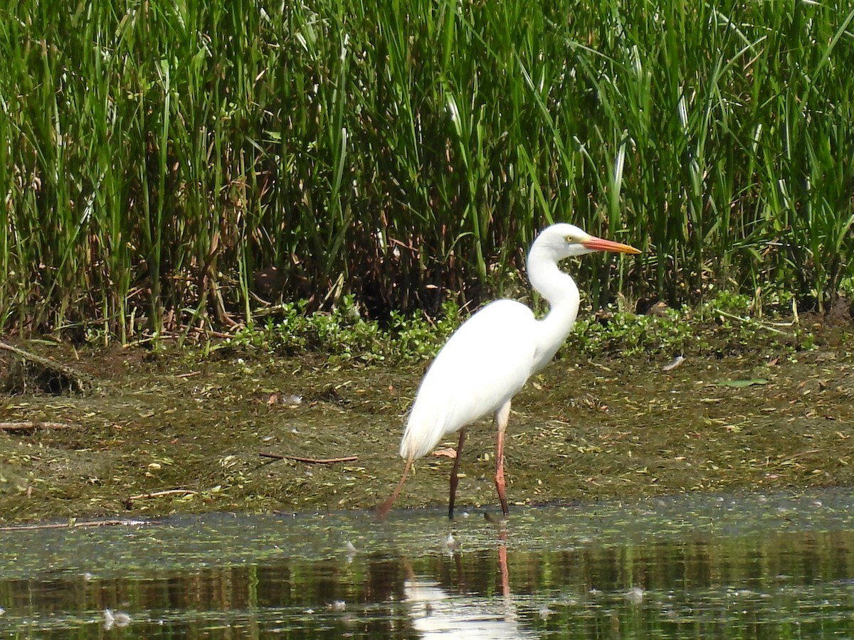 Plumed Egret - ML645826168