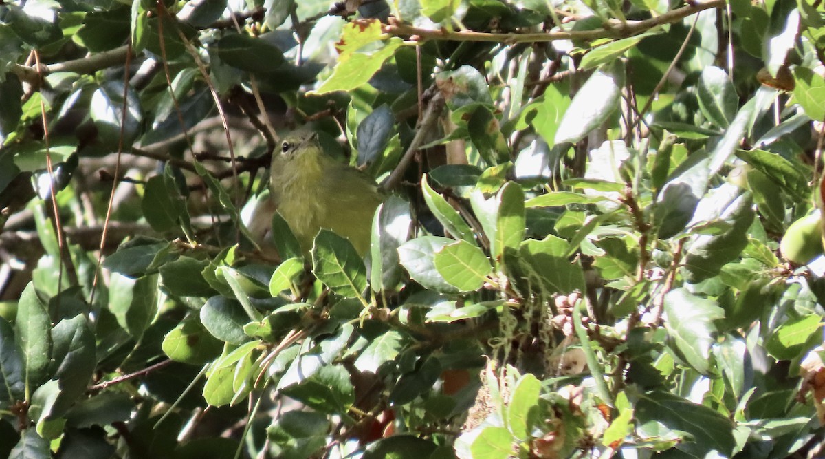 Orange-crowned Warbler - ML645826169