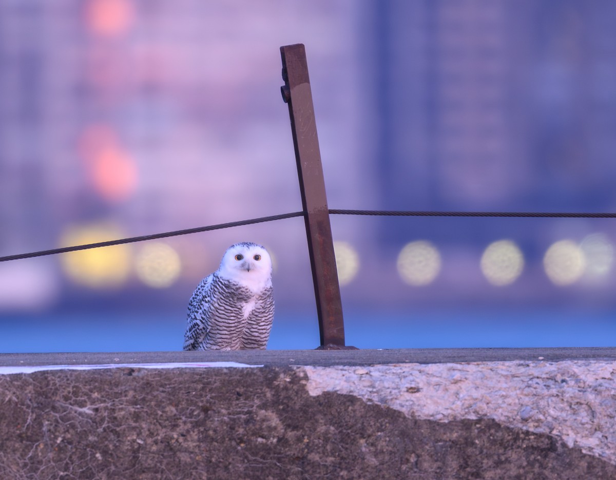 Snowy Owl - ML645826171