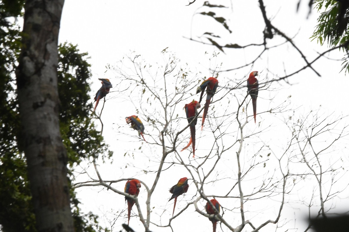 Scarlet Macaw - ML645826173