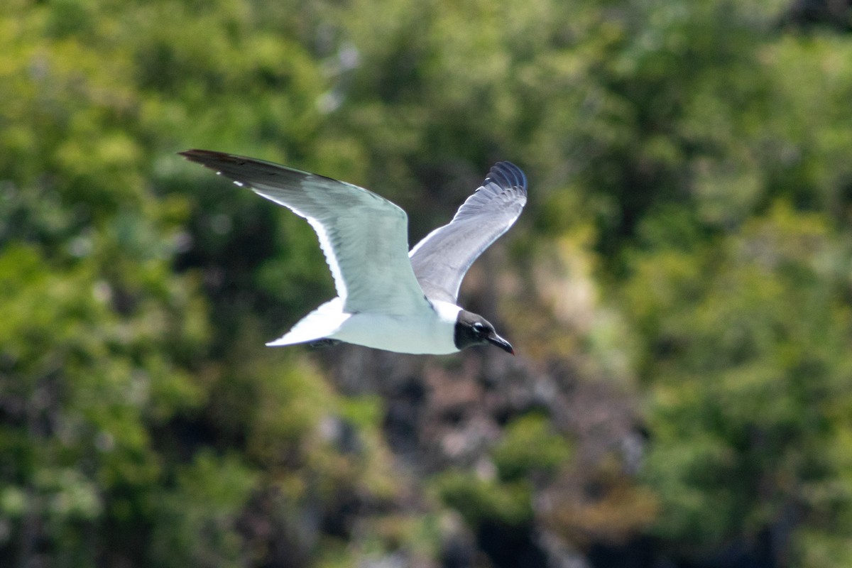 Laughing Gull - ML645826175
