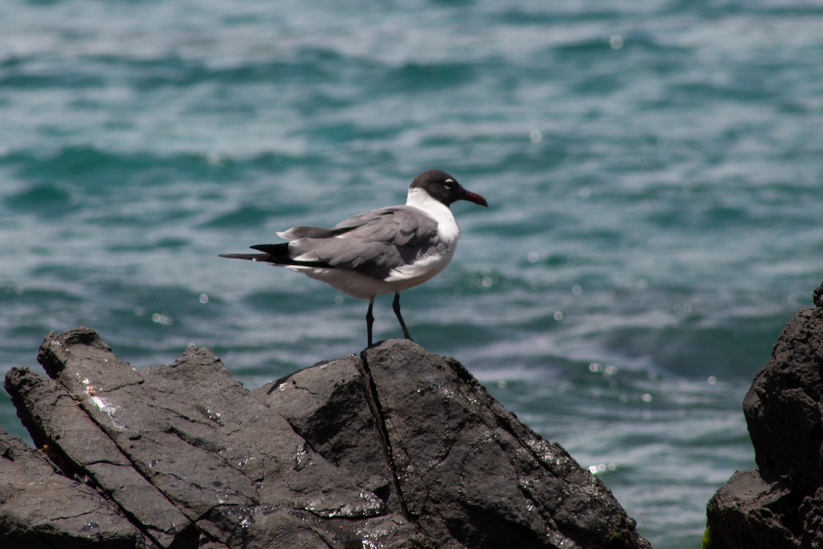 Laughing Gull - ML645826176