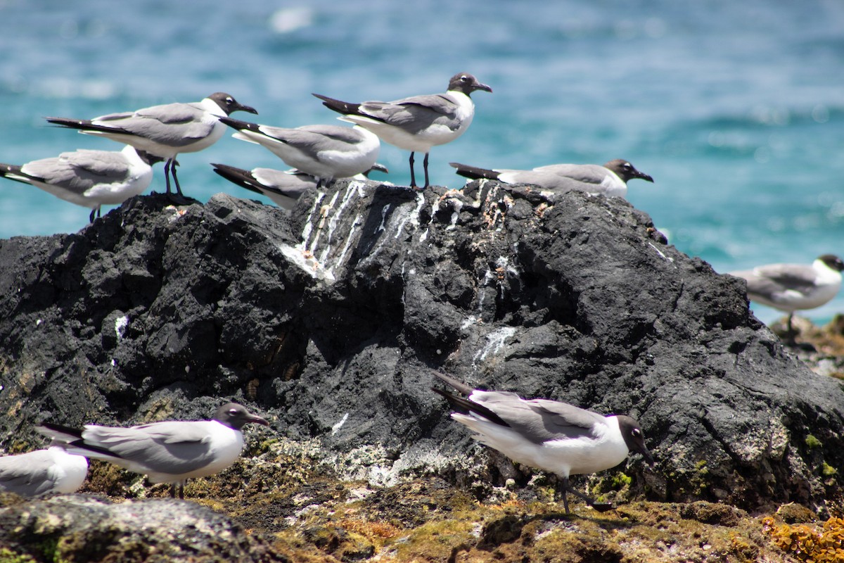 Laughing Gull - ML645826180