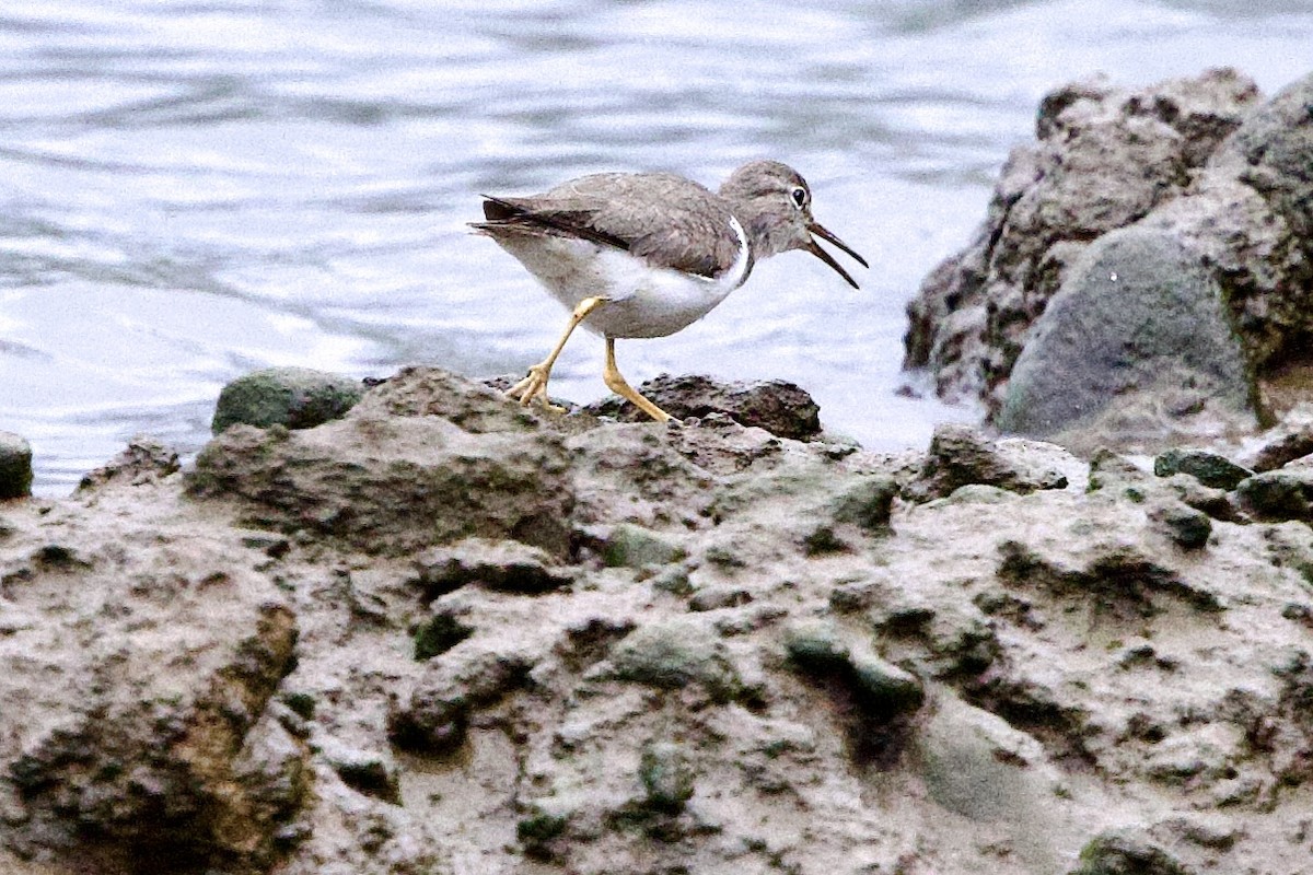 Spotted Sandpiper - ML645826182