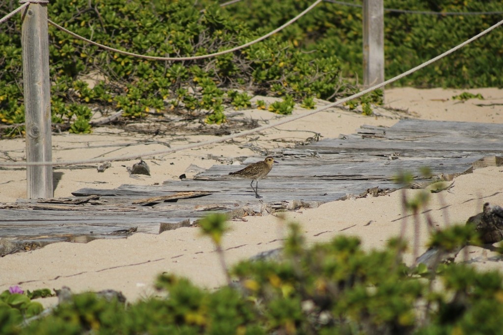 Pacific Golden-Plover - ML645826184