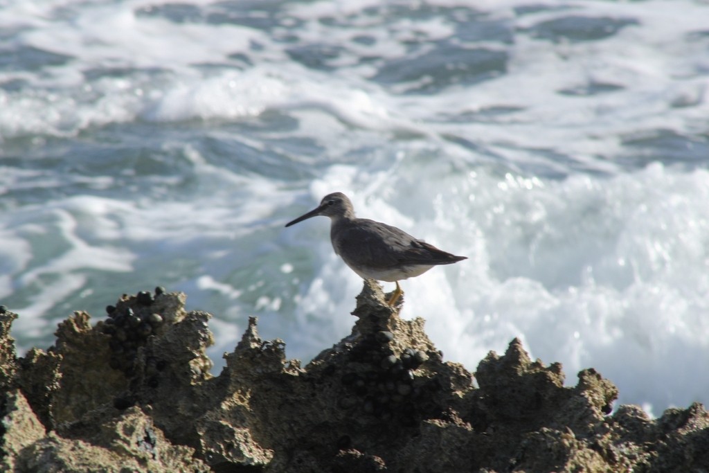 Wandering Tattler - ML645826185