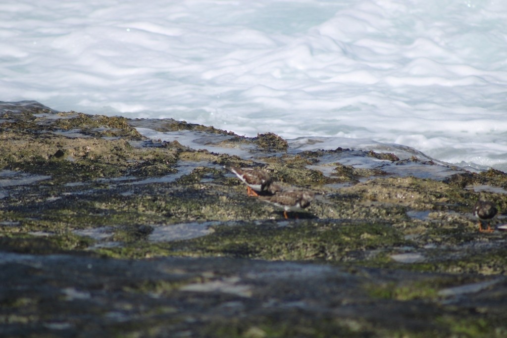Ruddy Turnstone - ML645826186