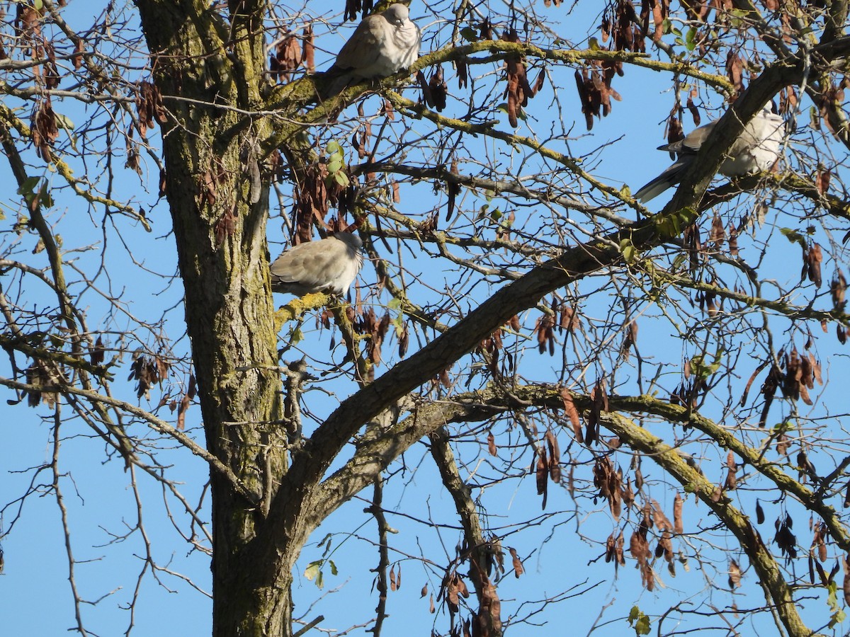 Eurasian Collared-Dove - ML645826187